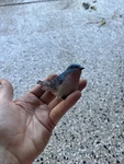 Blue Pink Spring Summer Garden Bird Decor Statue Figurine Used. Price: $5.00.