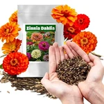 Usa Premium Zinnia Dahlia Seeds Pack For 2026, Non-gmo Vibrant New. Price: $13.09.