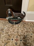Cast Iron Door Stop Form Of Visit Blood Hound, Hand Painted Euc Used. Price: $100.00.